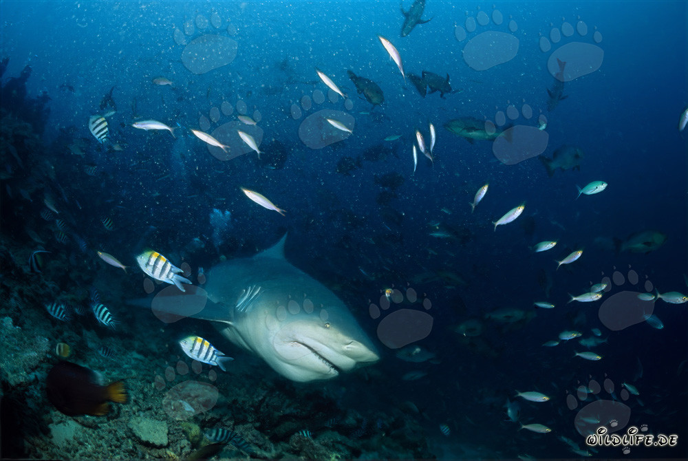 Maestoso squalo toro emerge dalle profondità blu