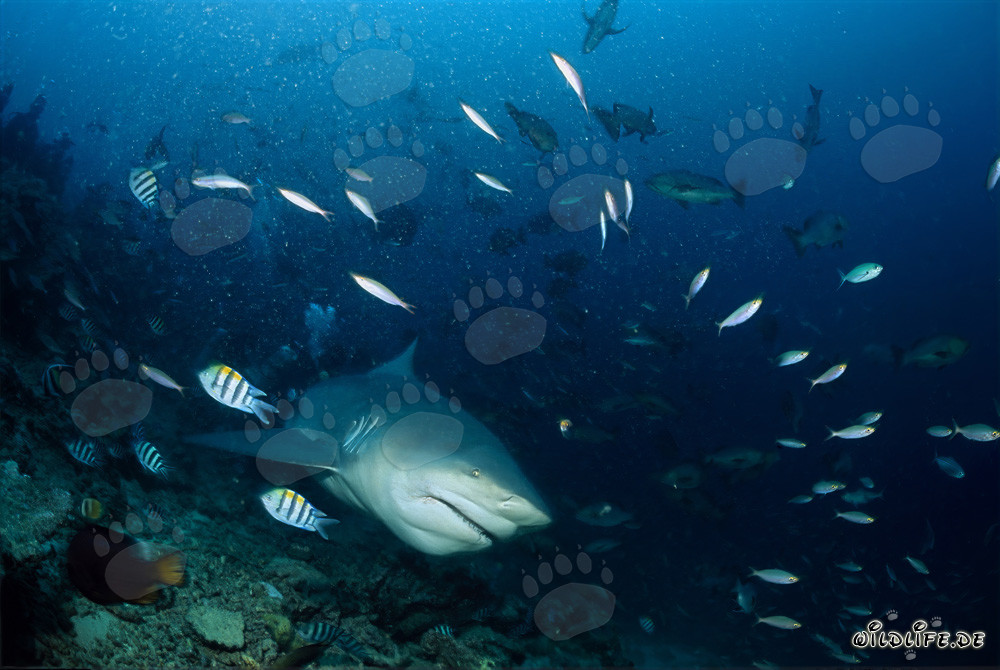 Tiburón toro majestuoso emerge de las profundidades azules
