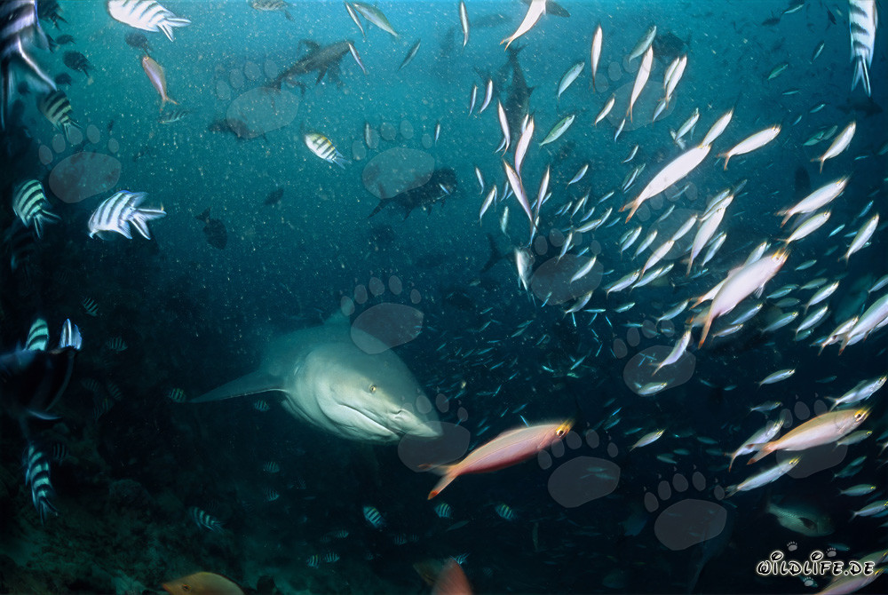 Rencontre avec un requin taureau et des poissons coralliens colorés