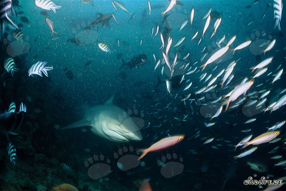 Encuentro con un tiburón toro y peces de colores en el arrecife de coral