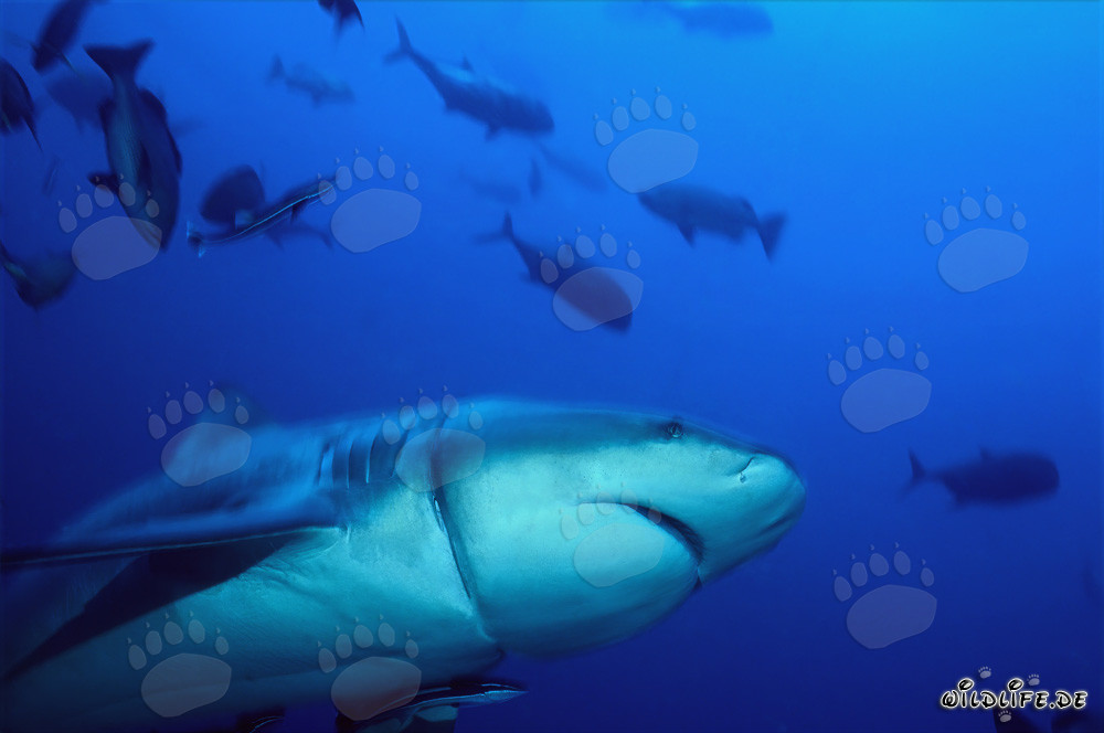 Bull shark with deep cut from longline remnant