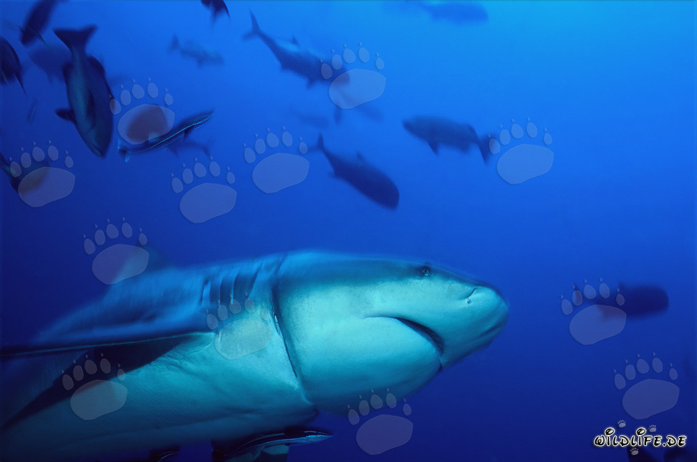 Tiburón toro con corte profundo causado por un resto de palangre
