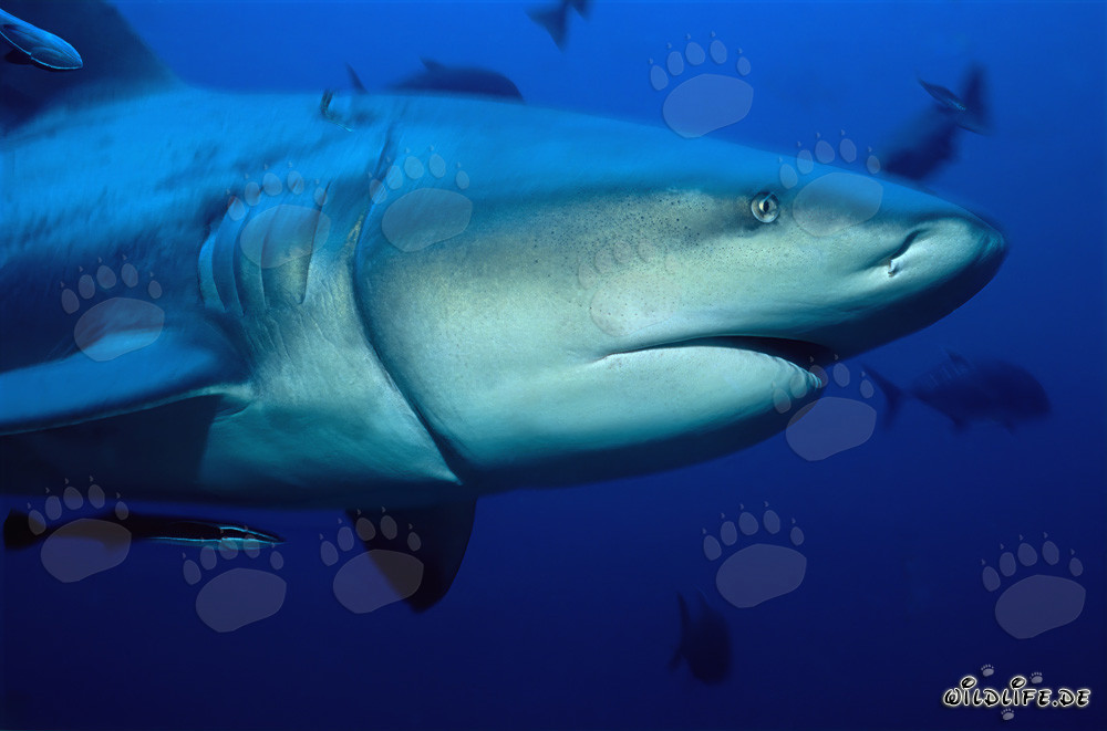 Bull shark with deeply embedded longline remnant