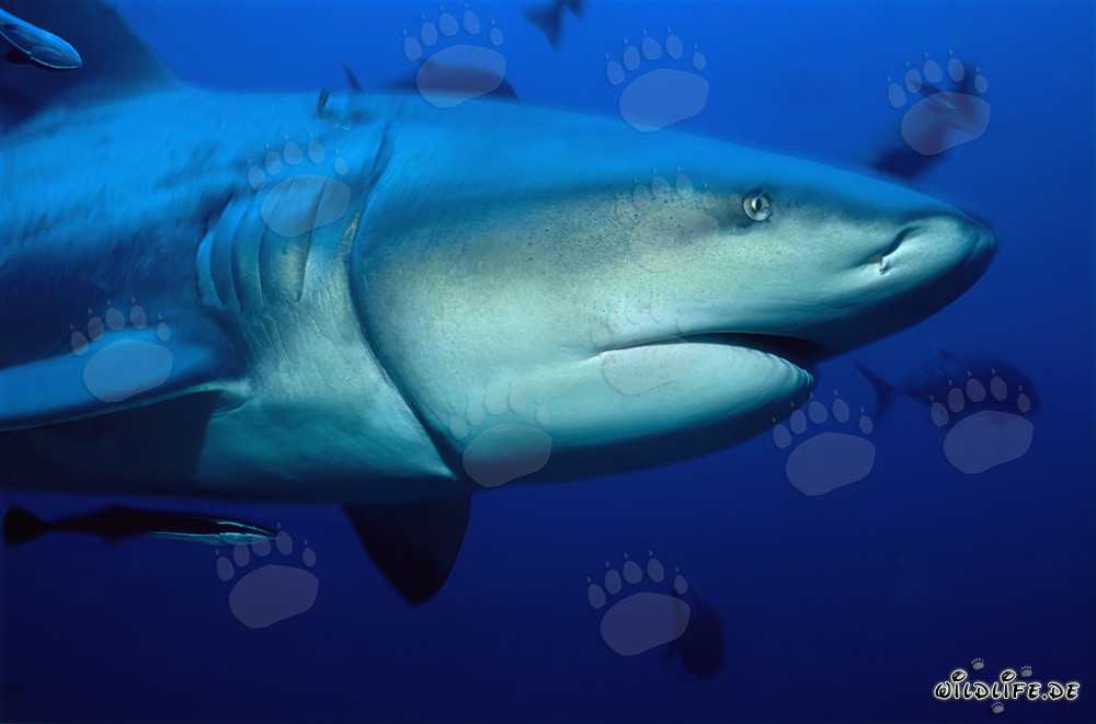 Requin taureau avec un reste de palangre profondément encastré