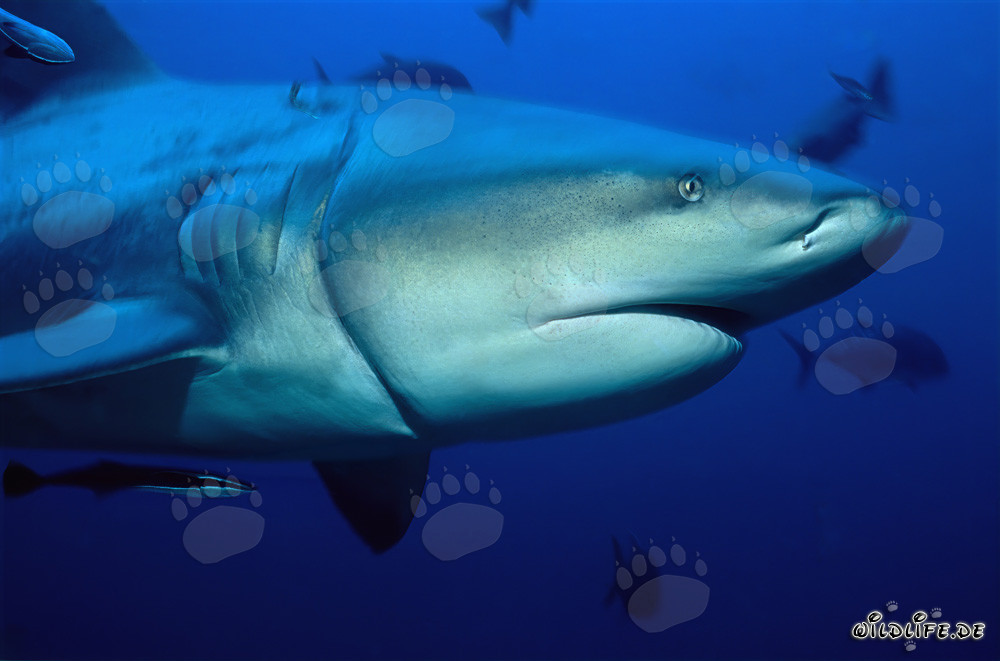 Squalo toro con un residuo di palangaro profondamente incastonato