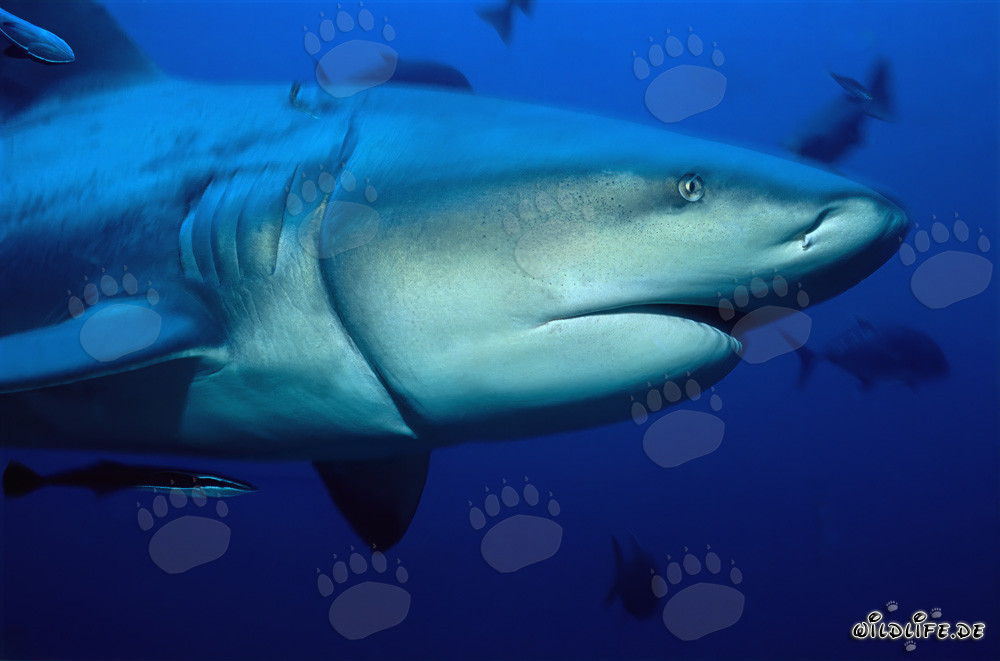Tiburón toro con un resto de palangre incrustado profundamente