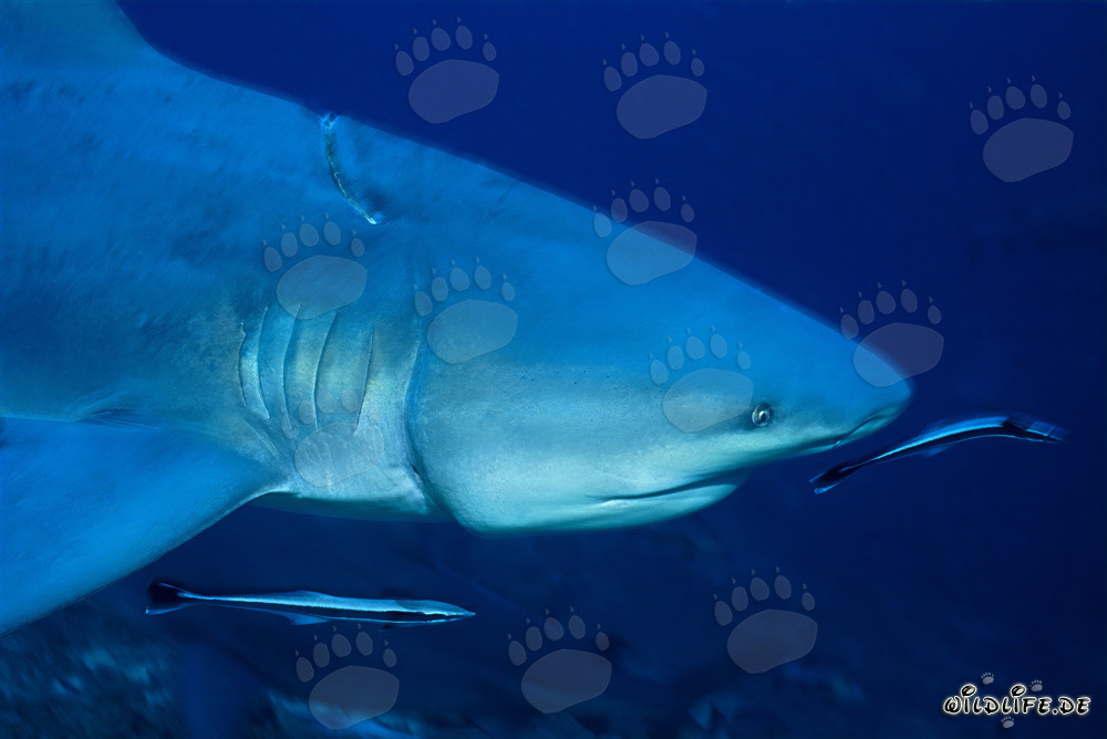 Bull shark with deeply incised longline