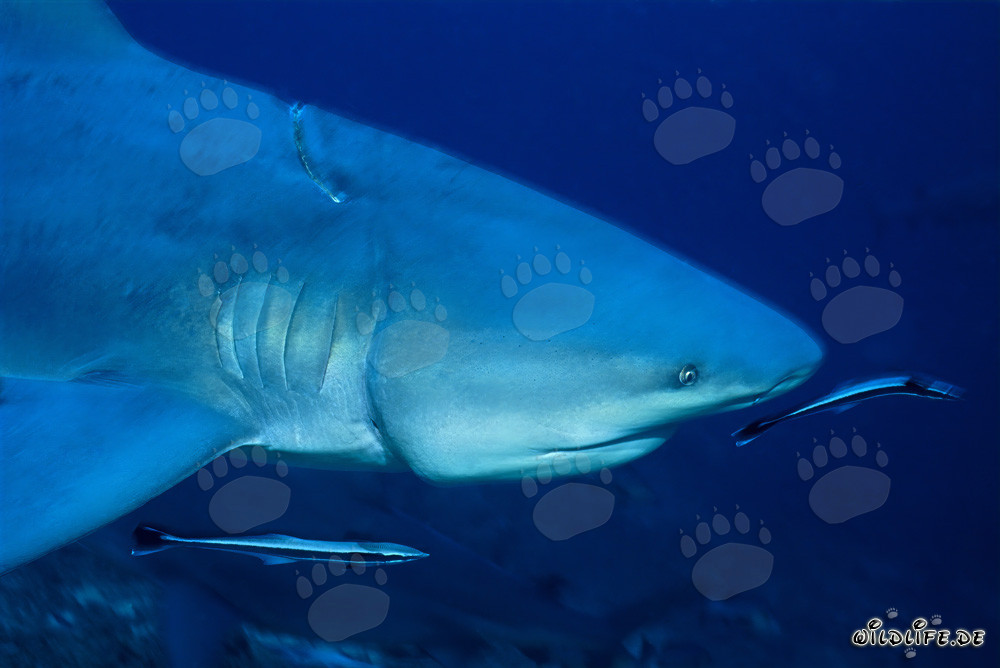 Requin bouledogue avec longline profondément encastré