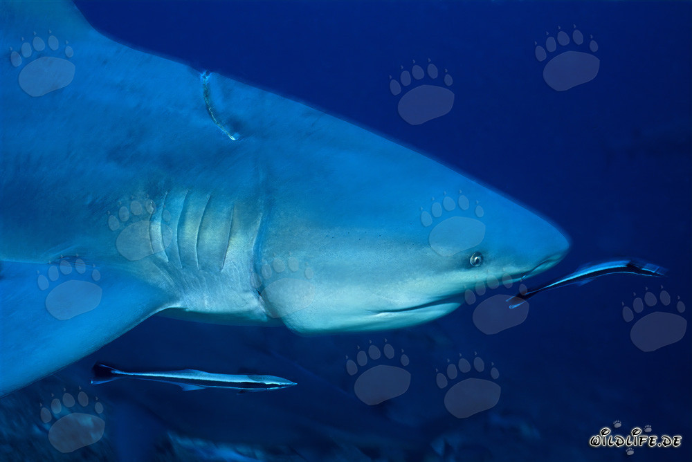Squalo toro con longline profondamente incastonata