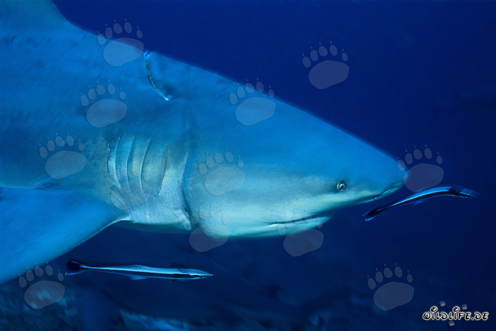 Tiburón toro con longline profundamente incrustada
