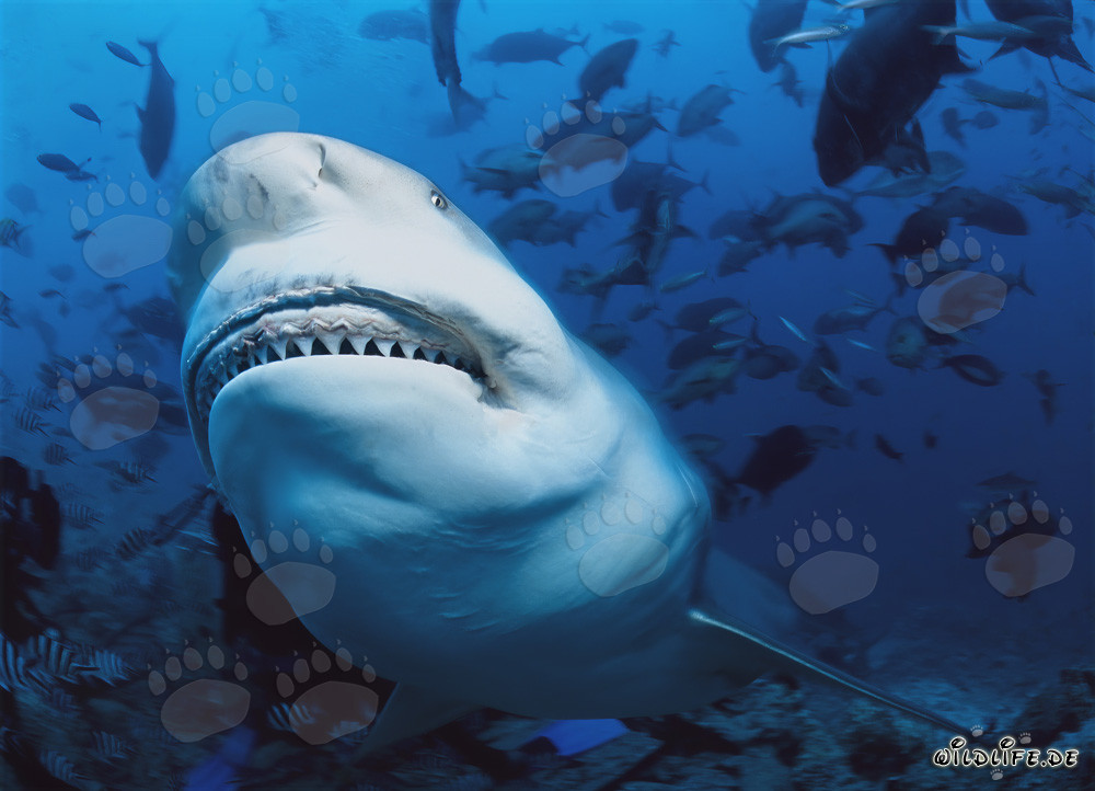 Fascinating Bull Shark displaying its impressive teeth