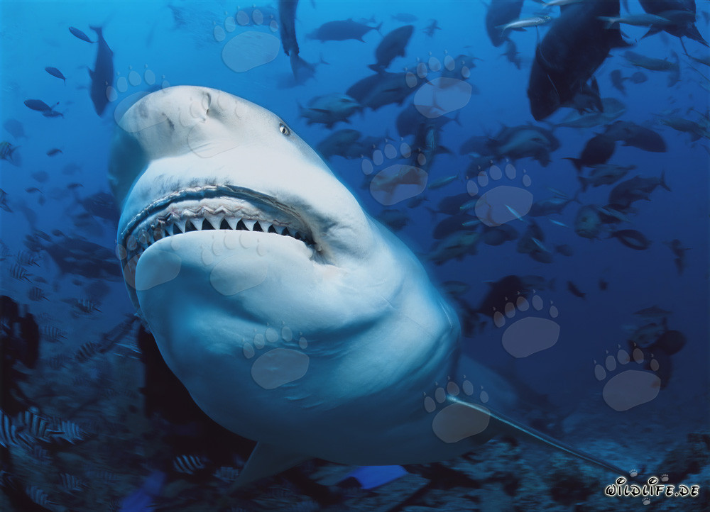 Fascinante squalo tigre mostra i suoi imponenti denti