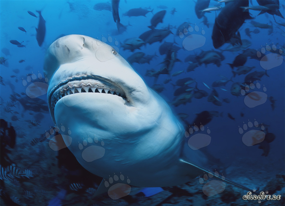 Fascinante tiburón toro muestra sus impresionantes dientes