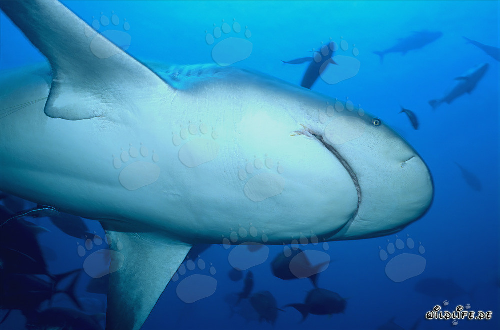 Impressive view of Bull Shark from below