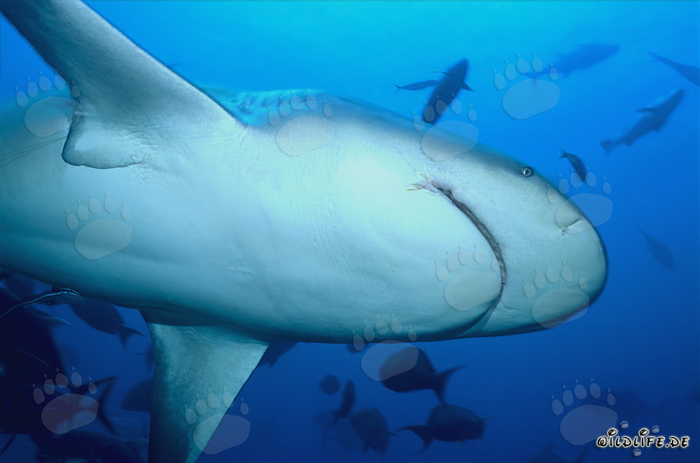 Impressionnante vue du requin taureau depuis le bas