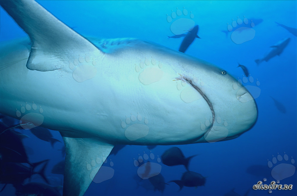 Impresionante vista del tiburón toro desde abajo