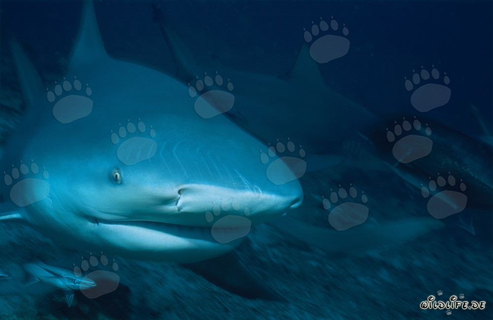 Fascinating bull shark portrait in the depths of the ocean