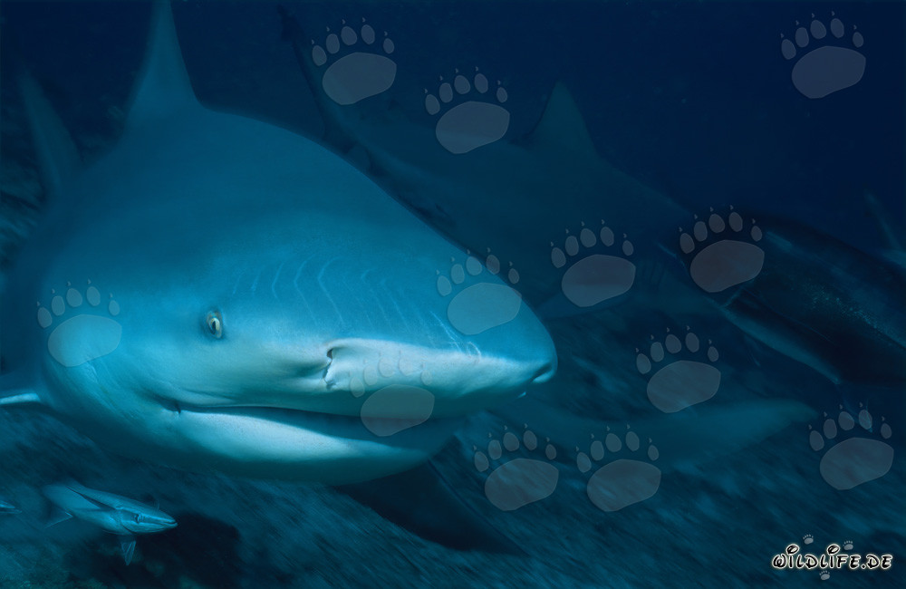 Fascinante retrato de tiburón toro en las profundidades del océano