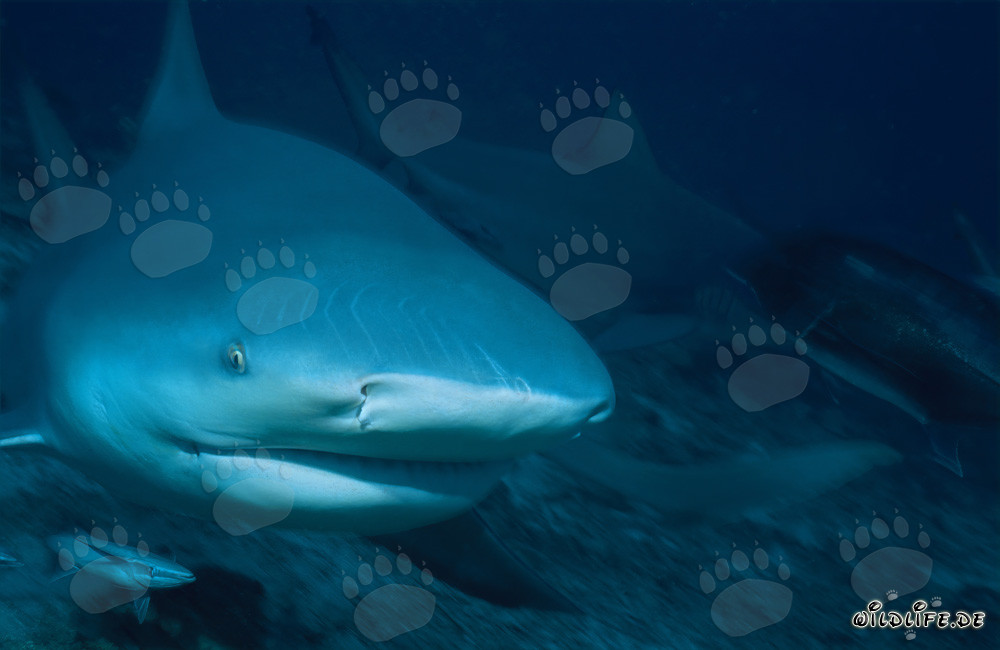Affascinante ritratto di squalo toro nelle profondità dell'oceano