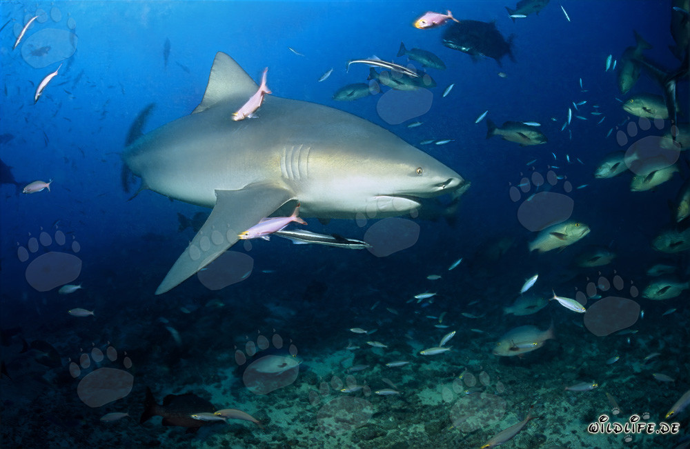 Majestic bull shark with impressive pectoral fin at Shark Reef in Beqa Lagoon, Fiji
