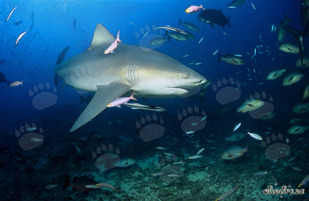 Requin taureau majestueux avec une nageoire pectorale impressionnante dans le lagon de Beqa aux Fidji