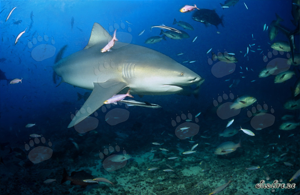 Tiburón toro majestuoso con una aleta pectoral impresionante en el lago Beqa en Fiji