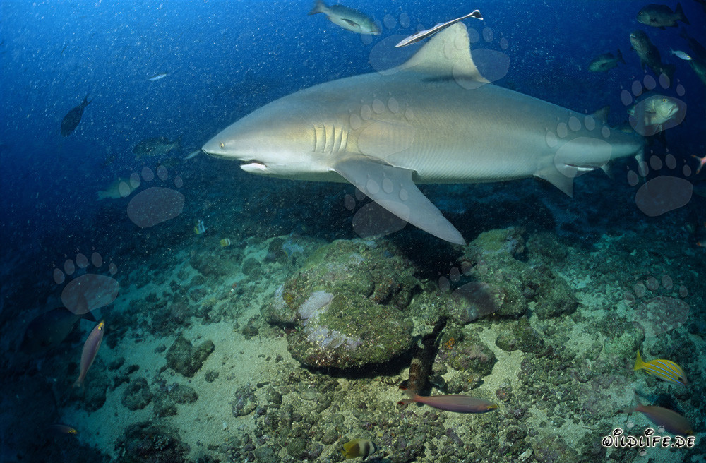 Majestic bull shark swimming determinedly towards the open sea