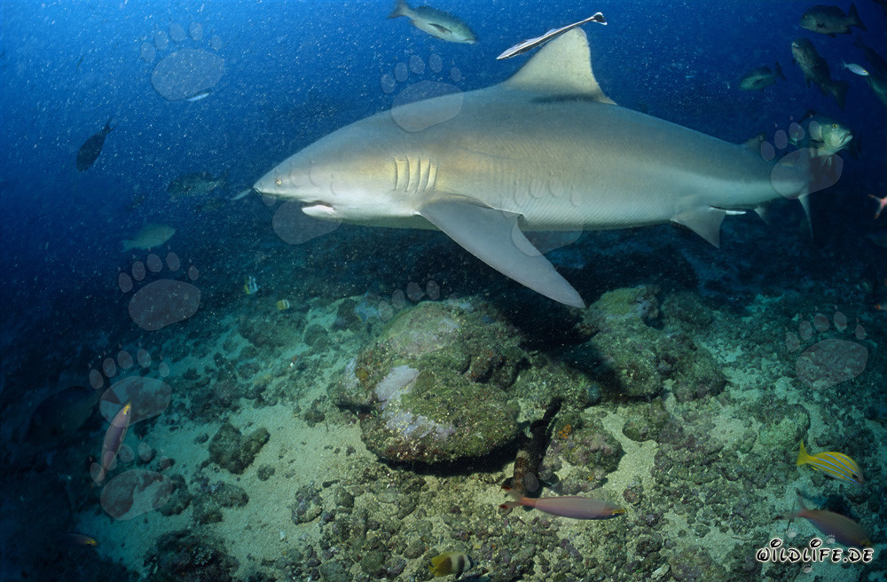Majestätischer Bullenhai schwimmt entschlossen Richtung offenes Meer