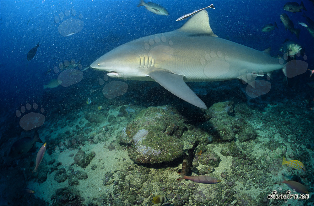 Requin taureau majestueux nage résolument vers l'océan ouvert