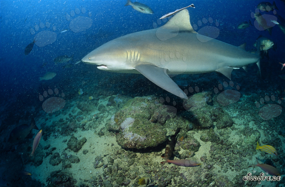 Il maestoso squalo toro nuota risolutamente verso il mare aperto