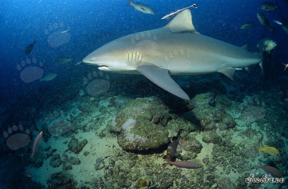 El majestuoso tiburón toro nada decididamente hacia el mar abierto