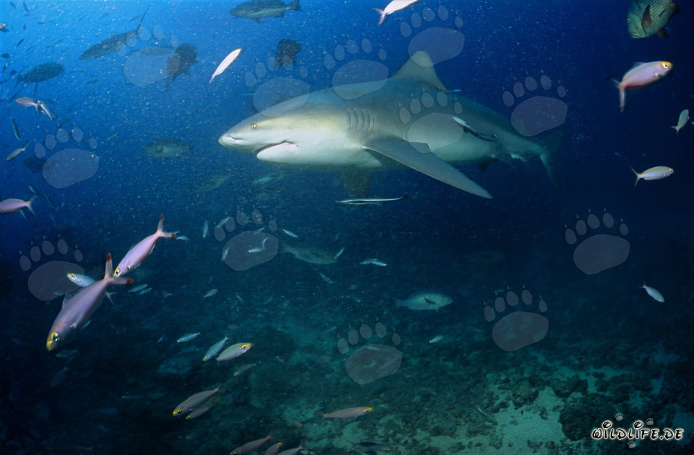 Majestic Bull Shark on its way into the deep blue of the ocean