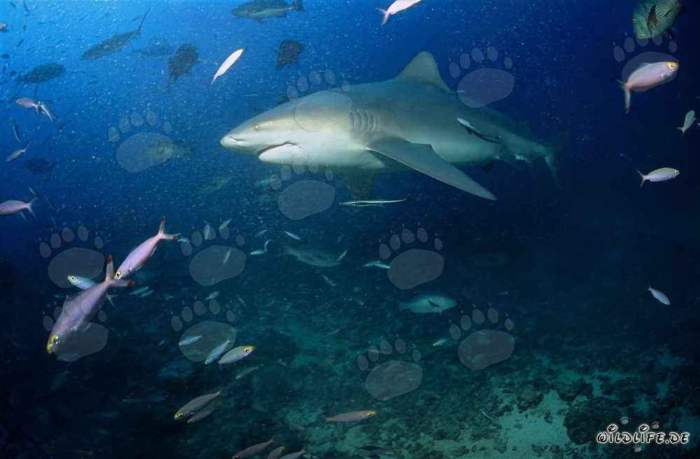Requin taureau majestueux se dirige vers le bleu profond de l'océan
