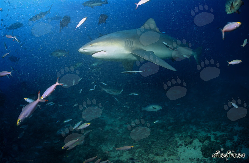 Maestoso squalo toro in viaggio verso il blu profondo dell'oceano
