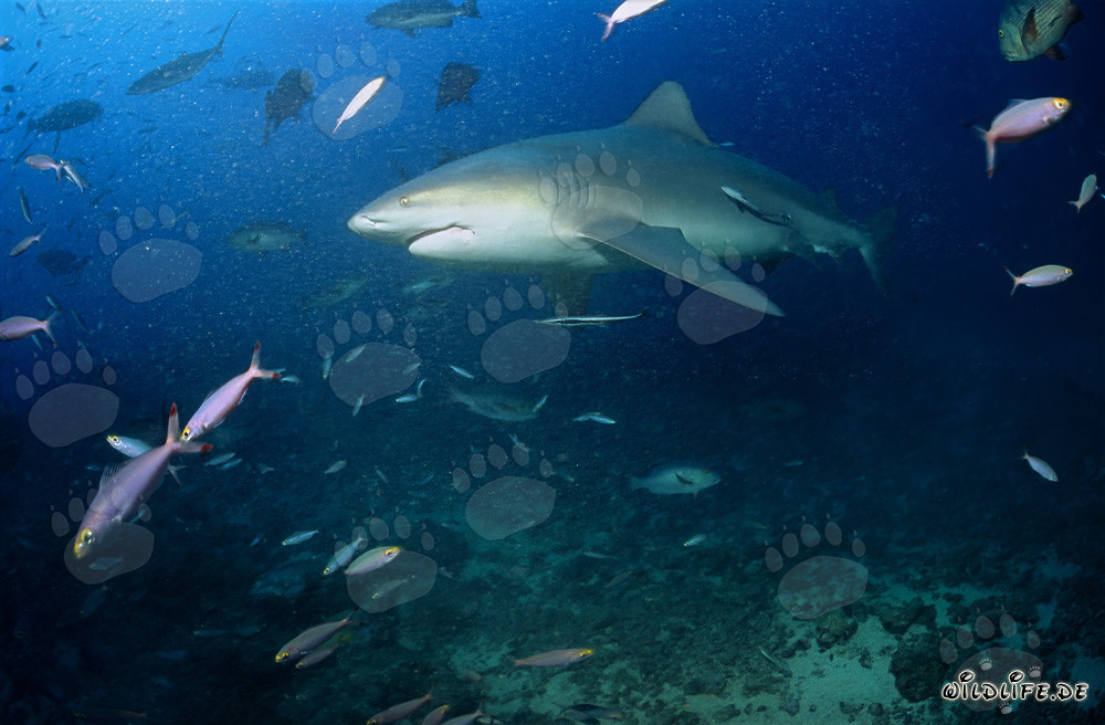 Tiburón toro majestuoso en camino hacia el azul profundo del océano