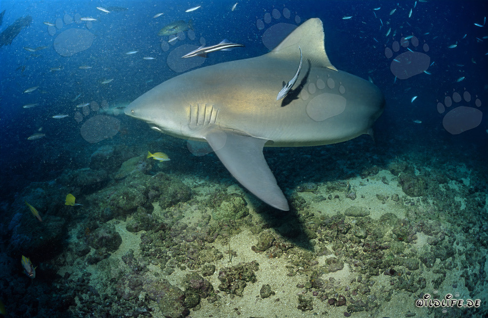 Majestic bull shark patrols gracefully on the reef