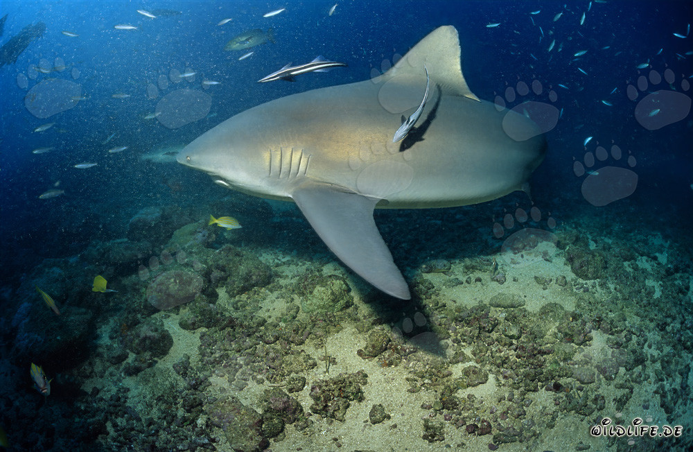 Requin taureau imposant patrouille majestueusement au fond du récif