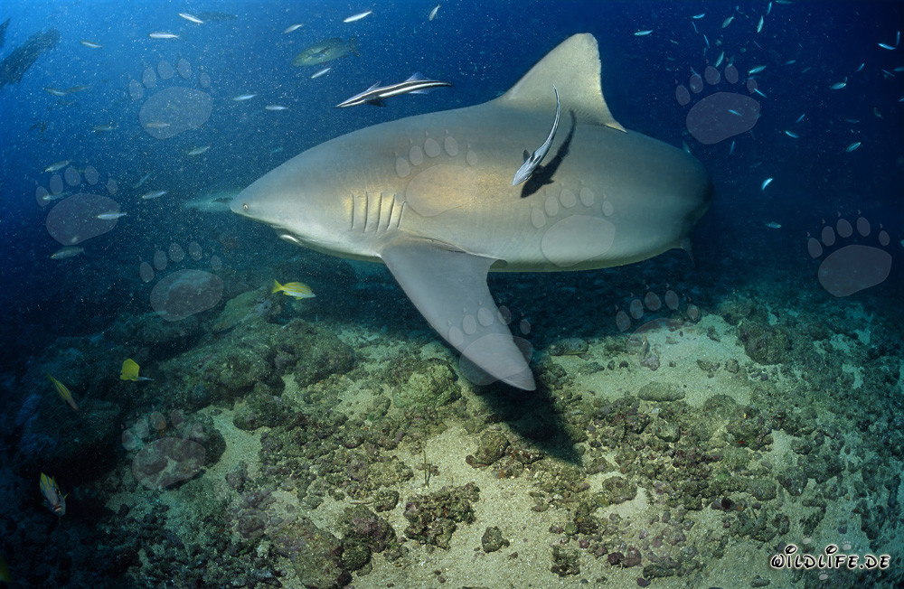 Impresionante tiburón toro patrulla majestuosamente en el fondo del arrecife