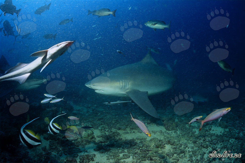 Majestic Bull Shark at Shark Reef of Beqa Lagoon, Fiji