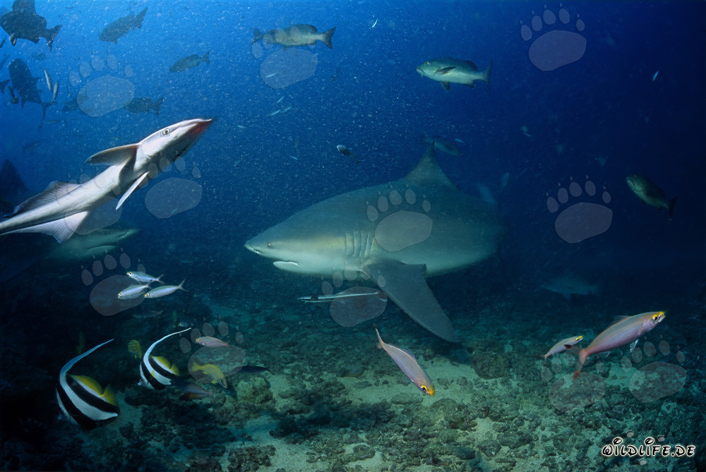 Majestätischer Bullenhai am Shark Reef von Beqa Lagoon, Fiji