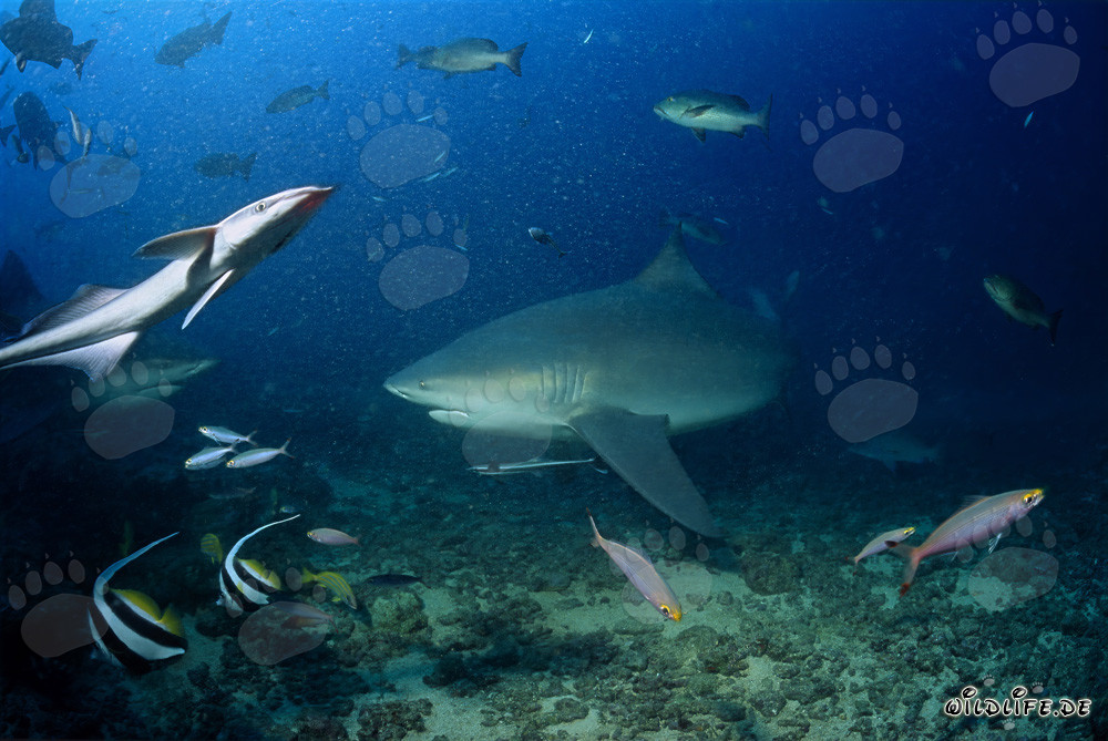 Requin-bouledogue majestueux au Shark Reef de Beqa Lagoon, Fidji