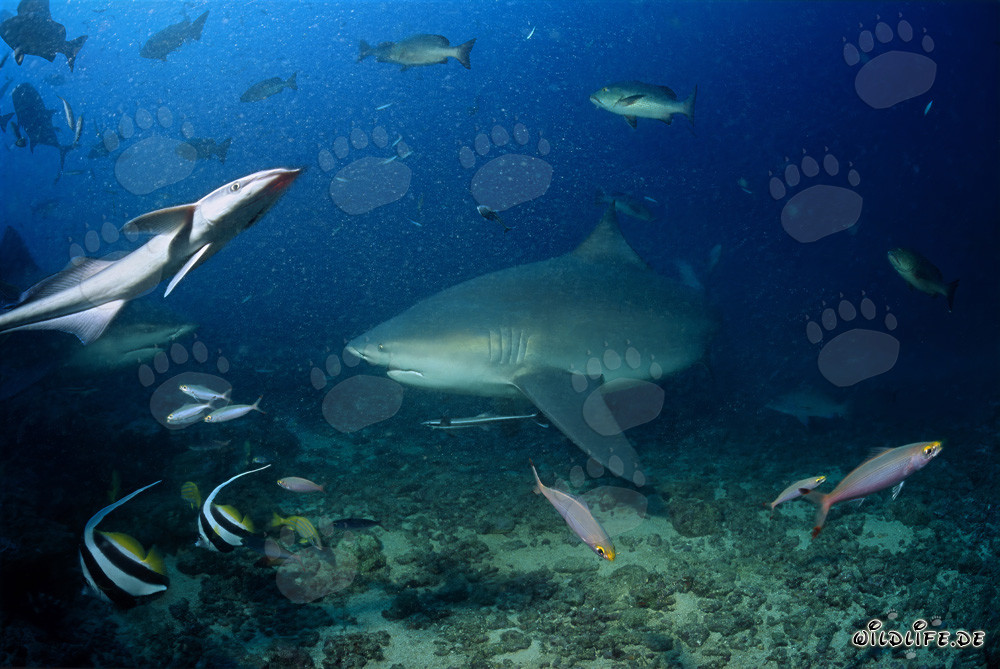 Squalo toro maestoso allo Shark Reef di Beqa Lagoon, Figi