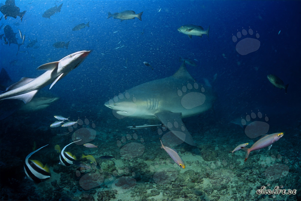 Tiburón toro majestuoso en el Shark Reef de Beqa Lagoon, Fiji