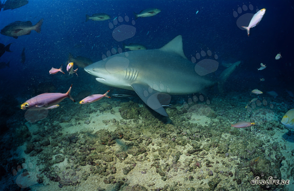 Impressive bull shark surrounded by colorful reef life