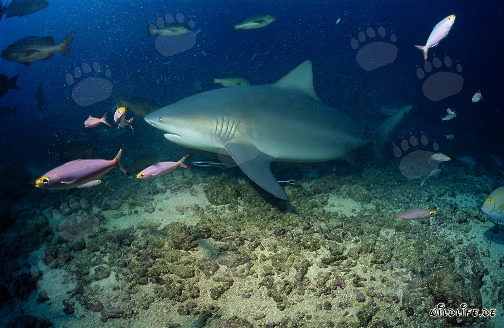 Impressionnant requin taureau entouré de la vie colorée des récifs