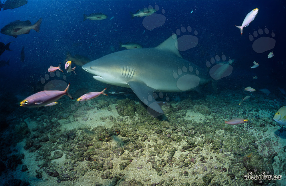 Impresionante tiburón toro rodeado de la colorida vida de arrecife