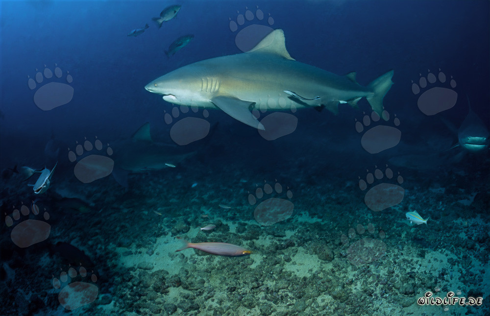 Majestic bull shark on the reef off the coast of Fiji