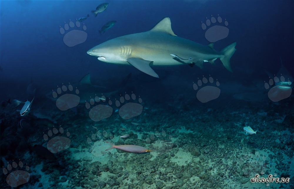 Requin taureau majestueux sur le récif au large des côtes des Fidji