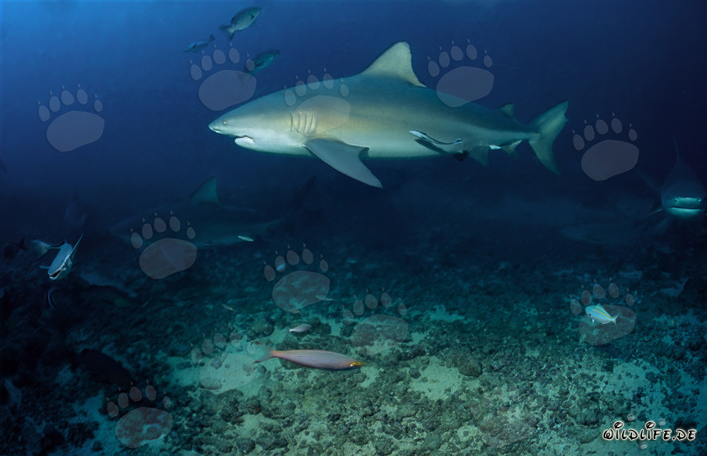 Maestoso squalo toro sulla barriera corallina al largo della costa delle Figi