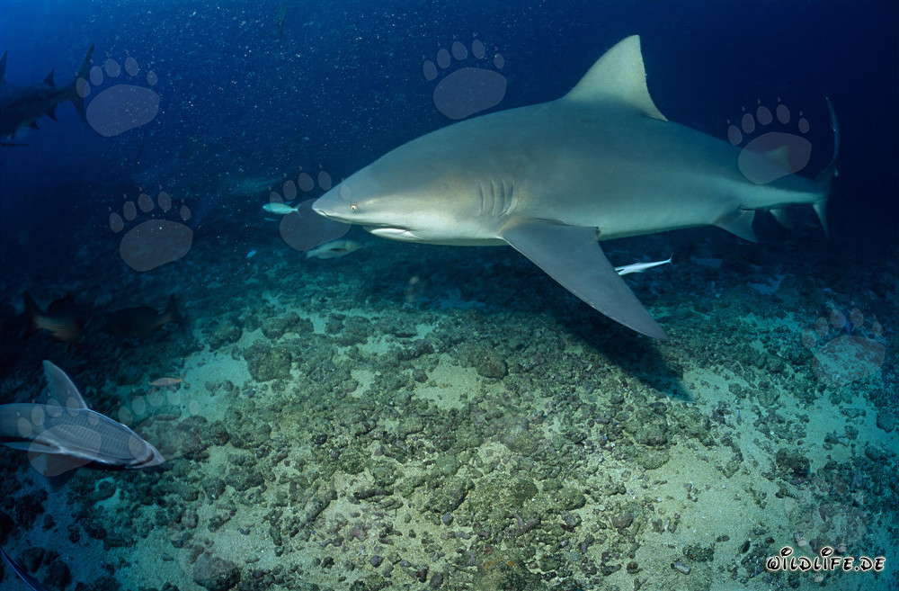 Impressive bull shark while diving at Shark Reef in Beqa Lagoon